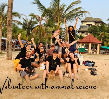 Volunteer for animals at a rescue center in Thailand